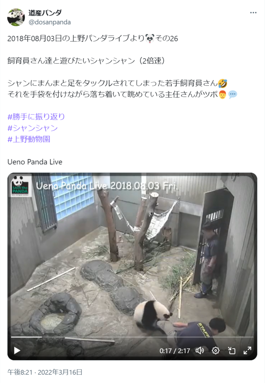 2018年08月03日の上野パンダライブより その26 飼育員さん達と遊びたいシャンシャン（2倍速） シャンにまんまと足をタックルされてしまった若手飼育員さんそれを手袋を付けながら落ち着いて眺めている主任さんがツボ