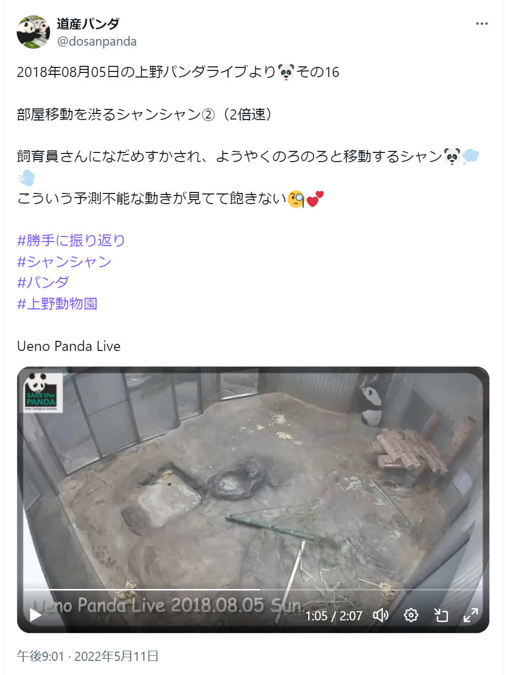 2018年08月05日の上野パンダライブより その16 部屋移動を渋るシャンシャン②（2倍速） 飼育員さんになだめすかされ、ようやくのろのろと移動するシャン こういう予測不能な動きが見てて飽きない